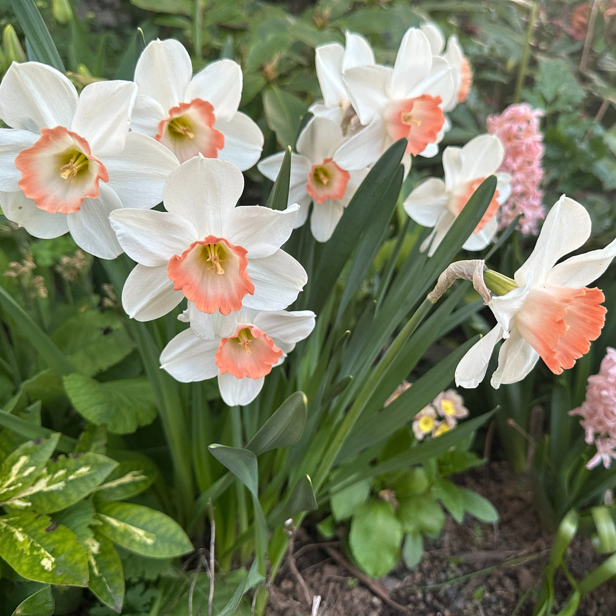 Narcissus 'Pink Charm' - hátíðalilja