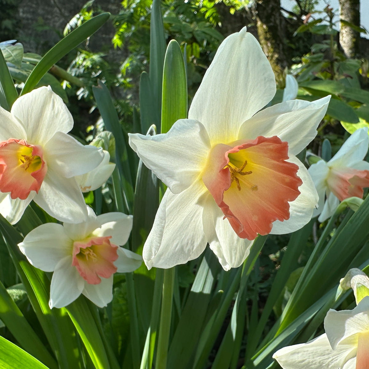 Narcissus 'Pink Charm' - hátíðalilja