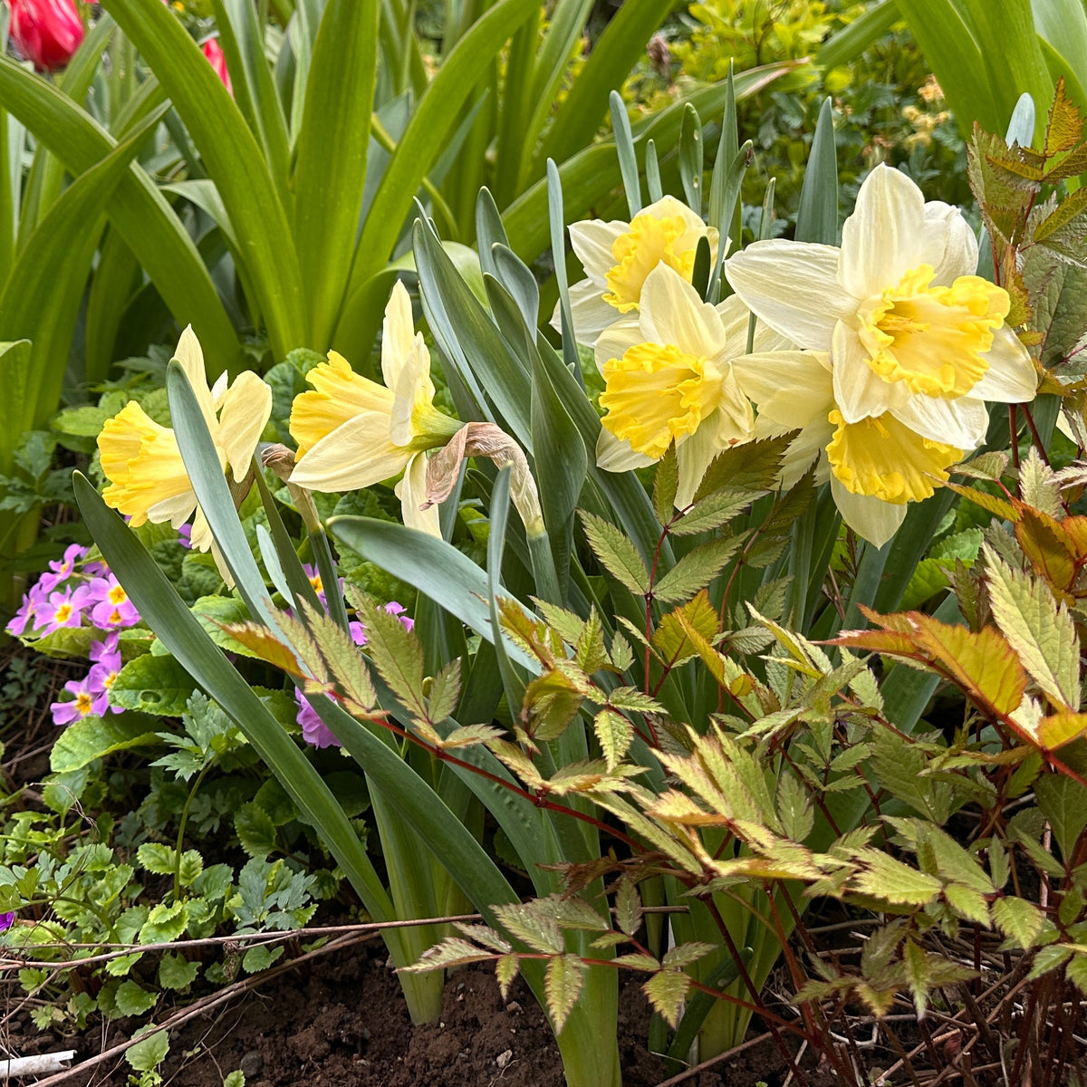 Narcissus 'Pistachio' - hátíðalilja