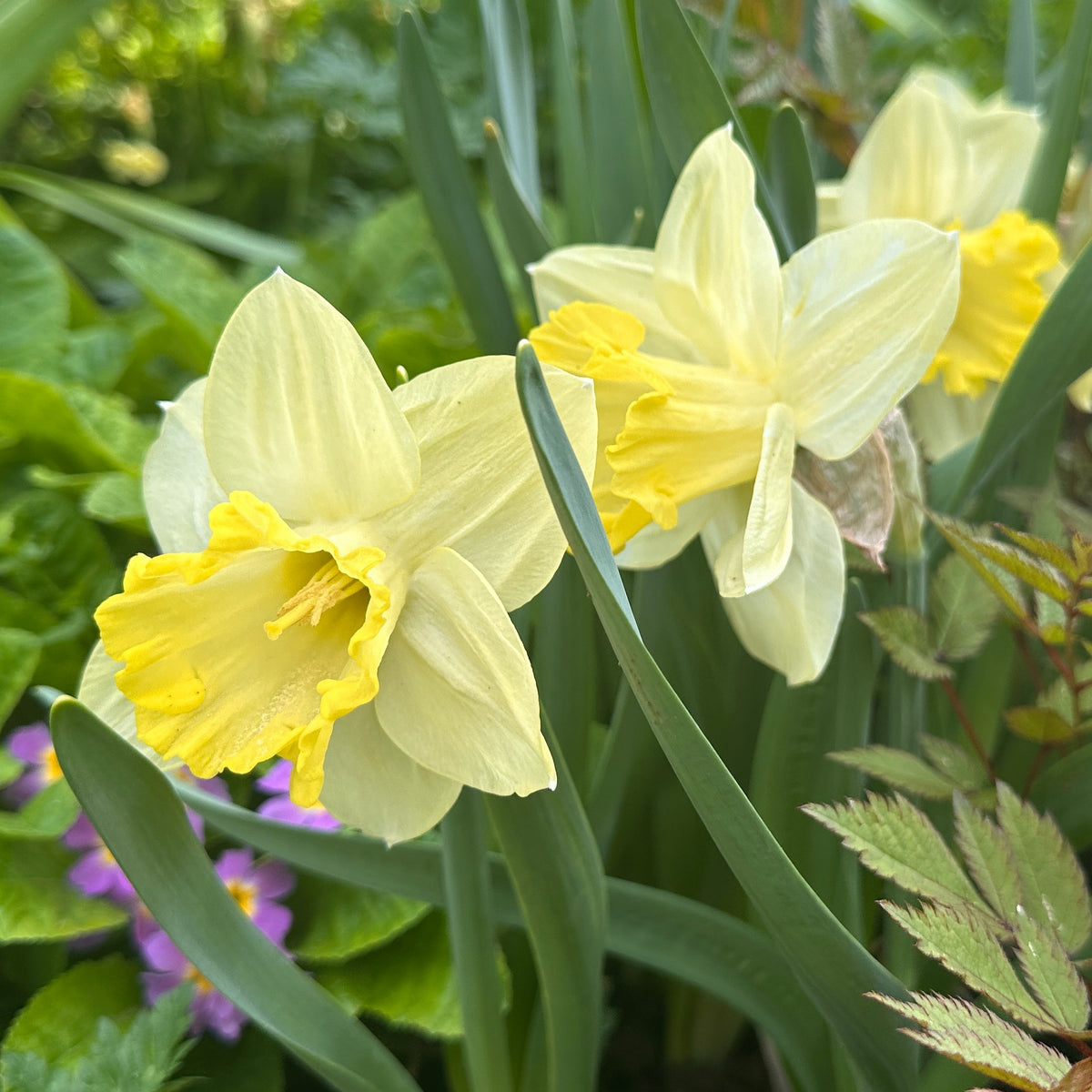 Narcissus 'Pistachio' - hátíðalilja