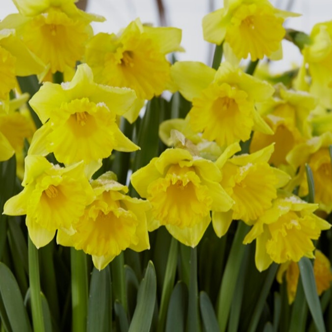 Narcissus 'Rijnveld's Early Sensation' - hátíðalilja