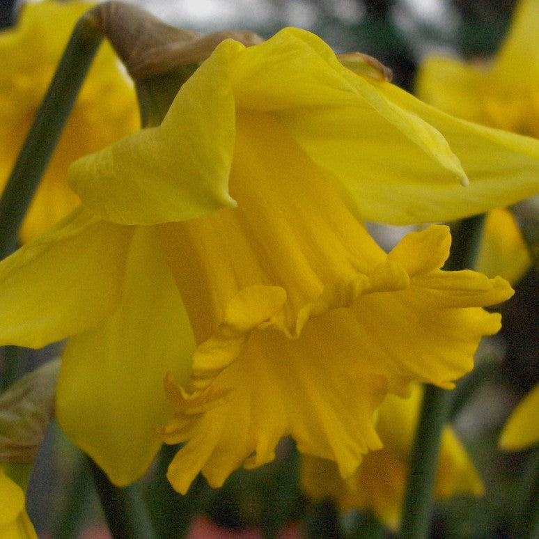 Narcissus 'Rijnveld's Early Sensation' - hátíðalilja