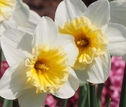 Narcissus 'Slim Whitman' - hátíðalilja