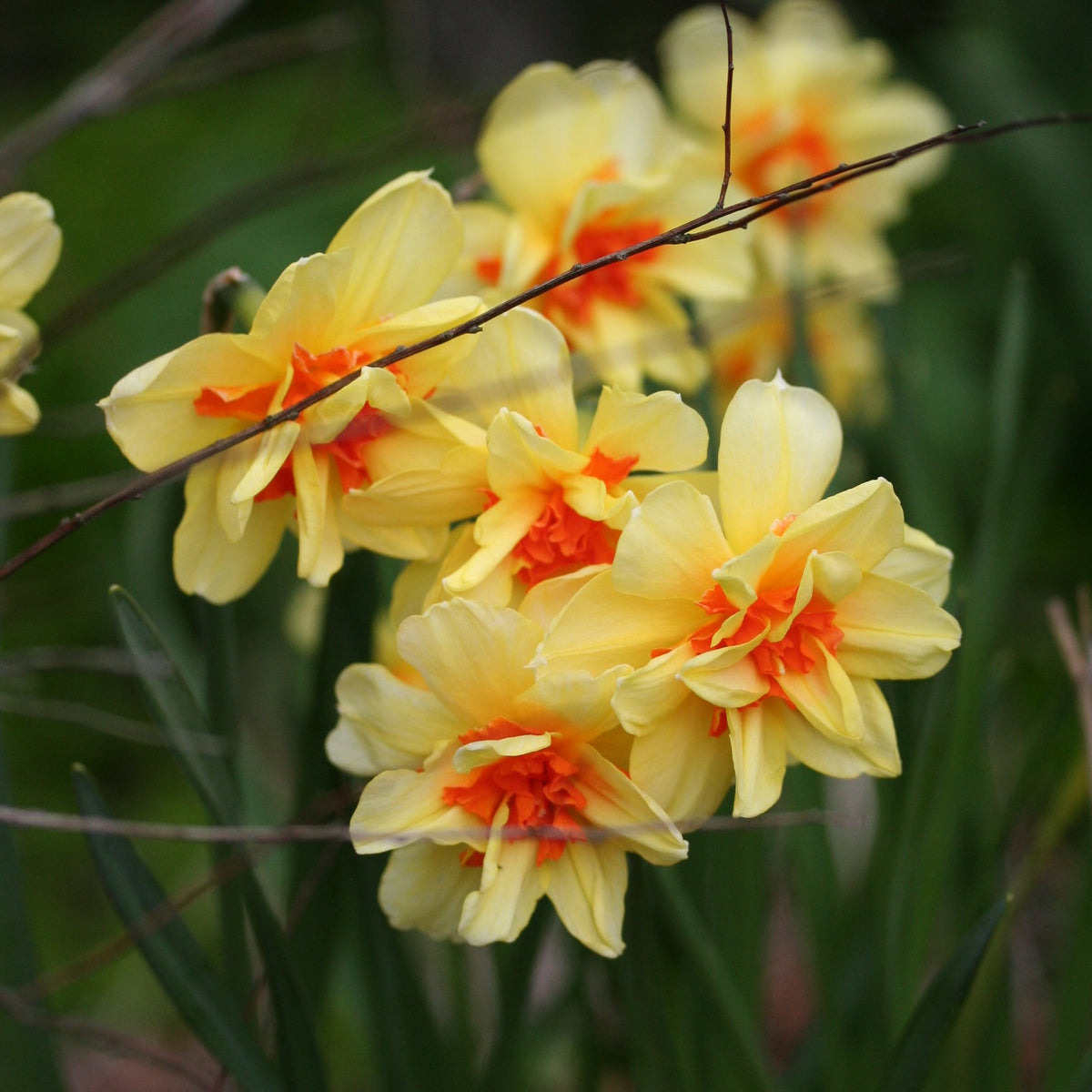 Narcissus 'Tahiti' - hátíðalilja