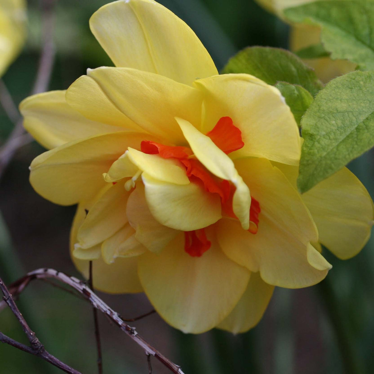 Narcissus 'Tahiti' - hátíðalilja