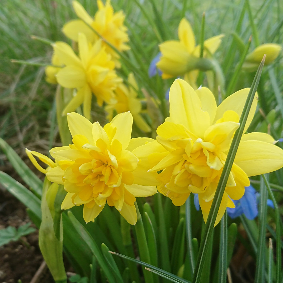 Narcissus 'Tête Bouclé'® - hátíðalilja