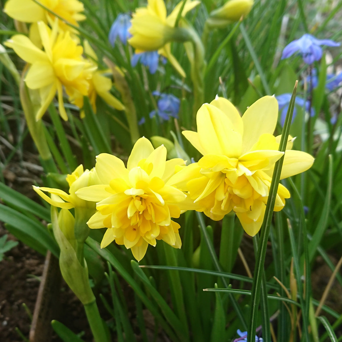 Narcissus 'Tête Bouclé'® - hátíðalilja