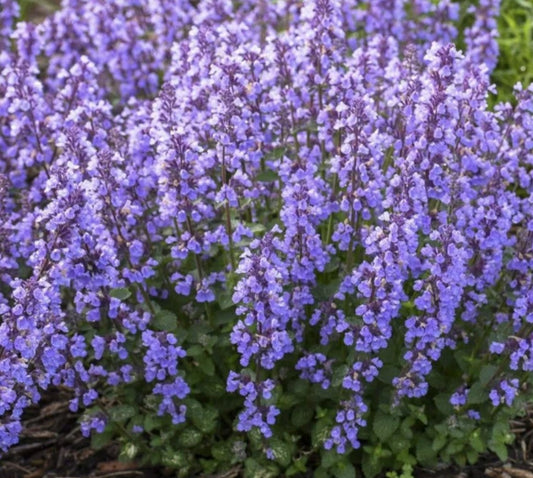 Nepeta 'Cat's Pajamas' - garðanípa