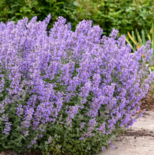 Nepeta x faassenii 'Kit Cat' - garðanípa