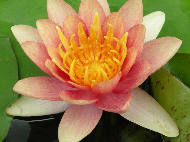 Nymphaea 'Sioux' - vatnalilja