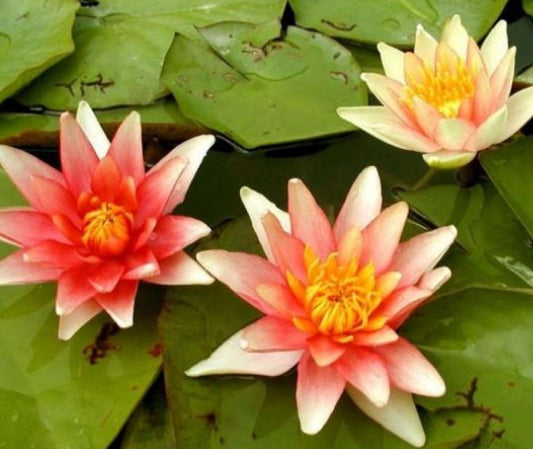 Nymphaea 'Sioux' - vatnalilja
