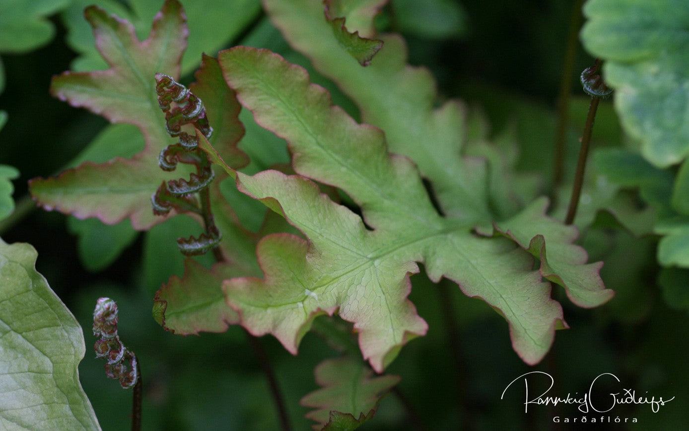 Onoclea sensibilis - perluburkni
