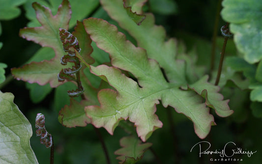 Onoclea sensibilis - perluburkni