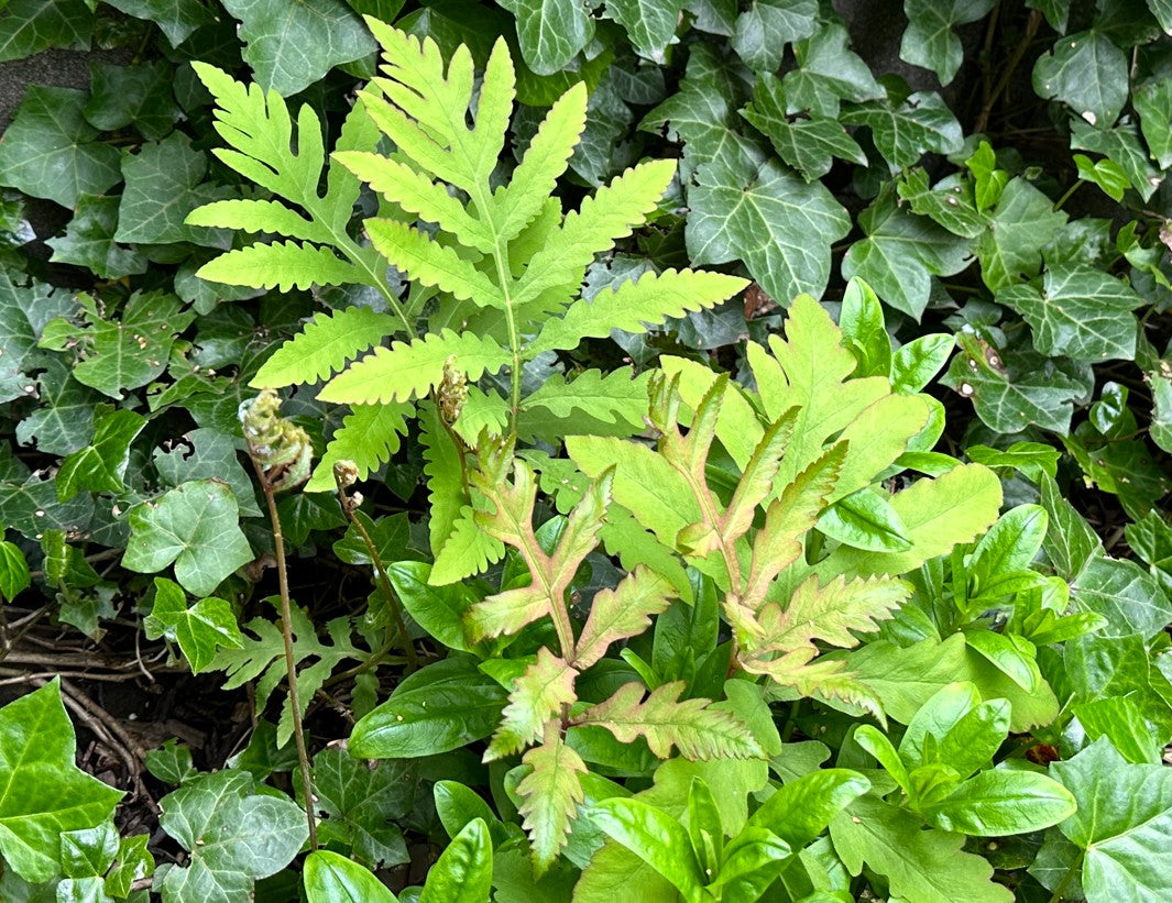 Onoclea sensibilis - perluburkni