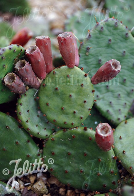 Opuntia humifusa - förufíkjukaktus