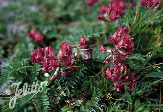 Oxytropis purpurea - purpurabroddi
