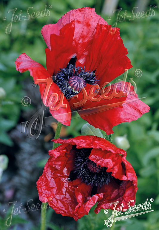 Papaver orientale 'Beauty of Livermere' - tyrkjasól