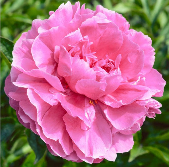 Paeonia lactiflora 'Alexander Fleming' - silkibóndarós