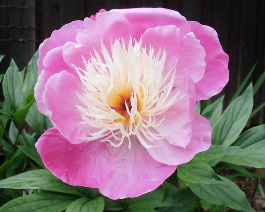 Paeonia lactiflora 'Bowl of Beauty' - silkibóndrós