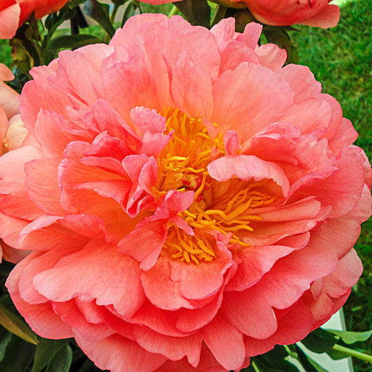 Paeonia 'Coral Sunset' - silkibóndarós