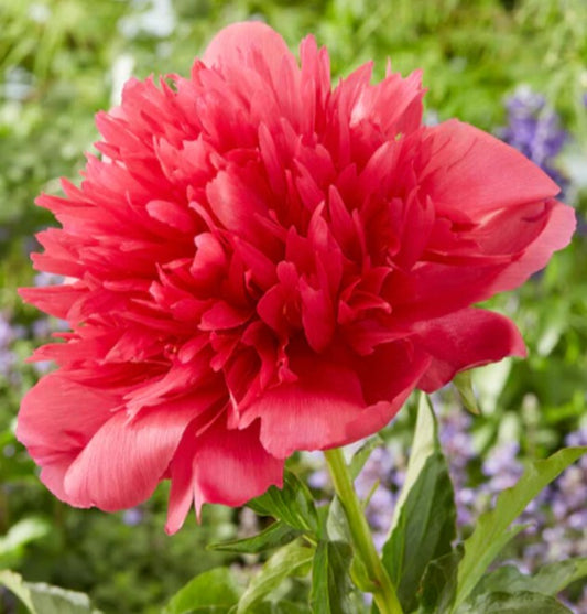 Paeonia 'Many Happy Returns' - bóndarós