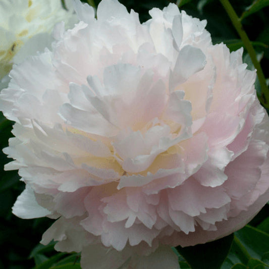 Paeonia lactiflora 'Shirley Temple' - silkibóndarós
