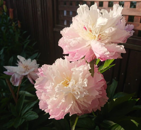 Paeonia lactiflora 'Shirley Temple' - silkibóndarós