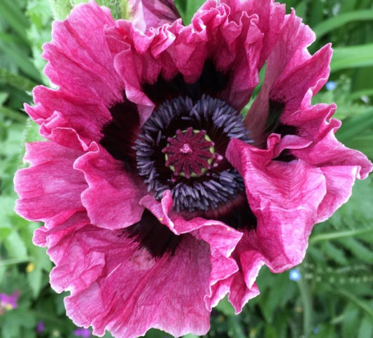 Papaver orientale 'Manhattan' - tyrkjasól