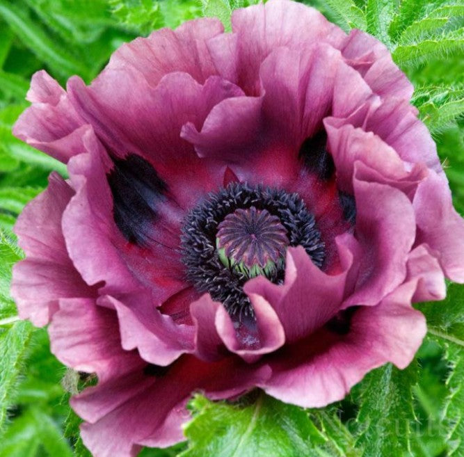 Papaver orientale 'Patty's Plum' - tyrkjasól