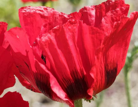 Papaver orientale 'Royal Chocolate Distinction' - tyrkjasól