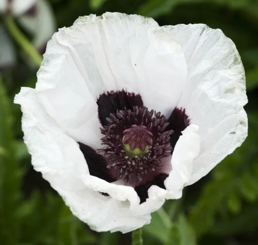 Papaver orientale 'Royal Wedding' - tyrkjasól