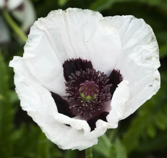 Papaver orientale 'Royal Wedding' - tyrkjasól