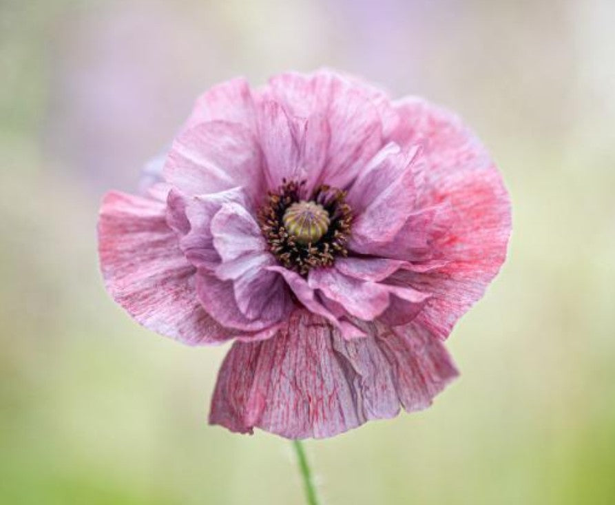 Papaver rhoeas 'Pandora' - deplasól