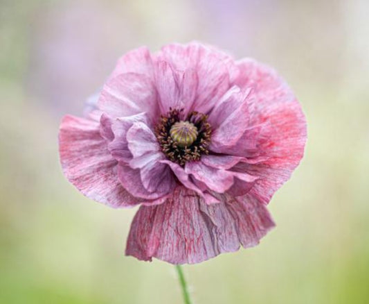 Papaver rhoeas 'Pandora' - deplasól