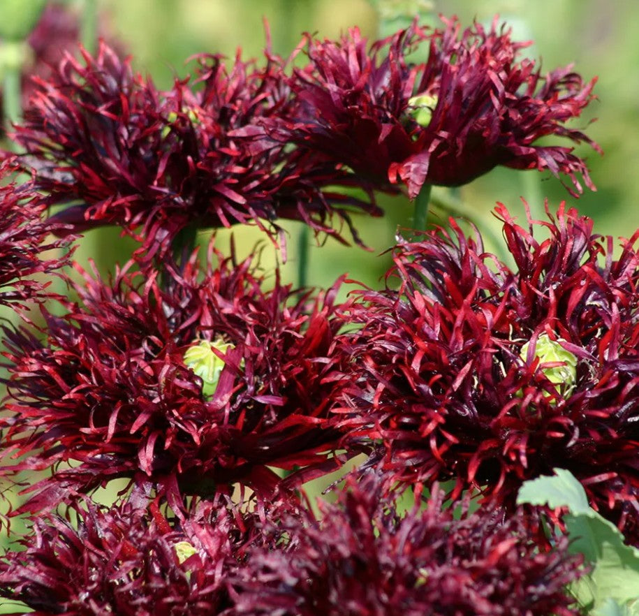 Papaver somniferum 'Black Swan' - draumsól