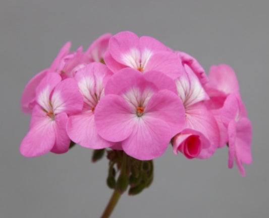 Pelargonium F1 'Horizon Shadow Rose' - baugblaðapelargónía