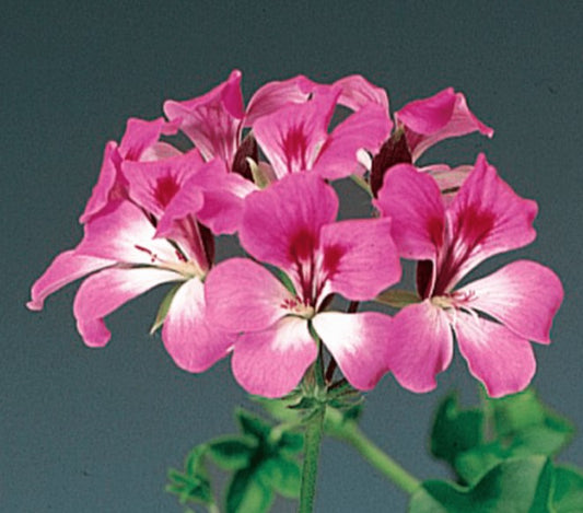 Pelargonium F1 'Tornado Bicolour Duet' - hengipelargónía