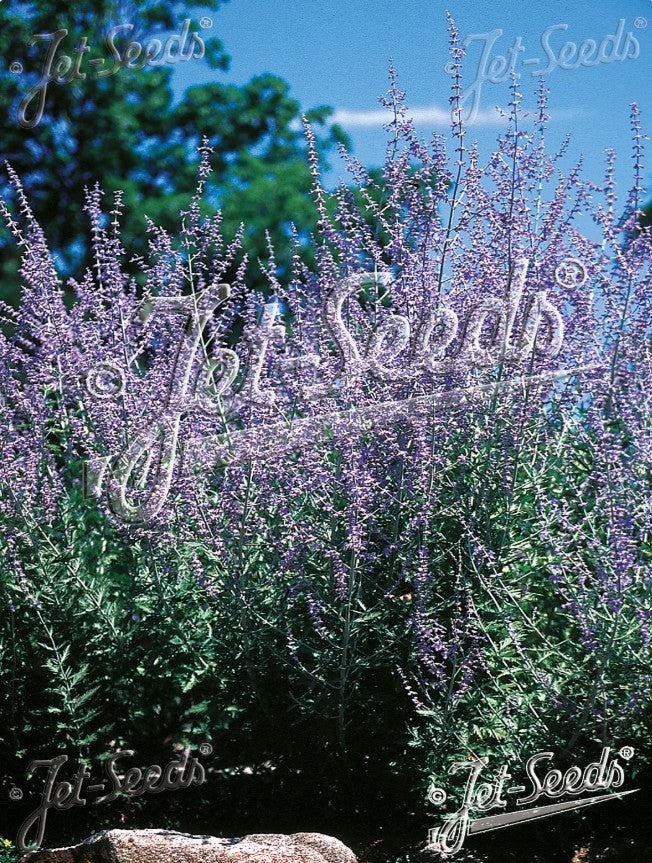 Perovskia atriplicifolia