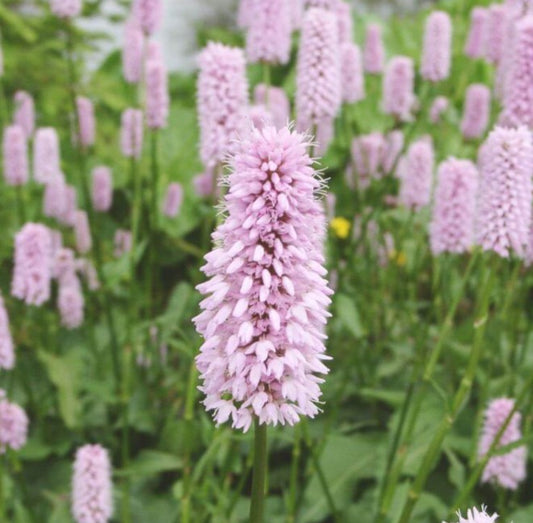 Persicaria bistorta 'Superba' - slöngusúra