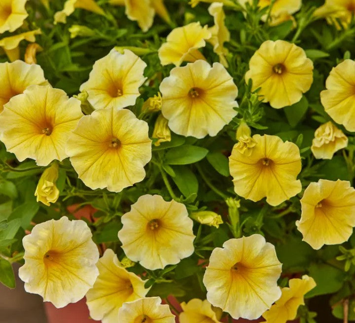 Petchoa F1 'Caliburst Yellow' - hengihorn