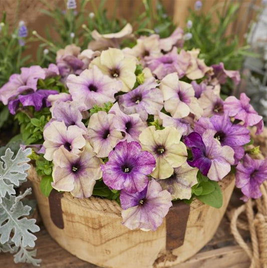 Petunia F1 'Shake Blueberry' - tóbakshorn