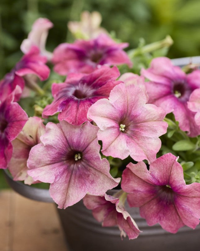 Petunia F1 'Shake Cherryberry' - tóbakshorn