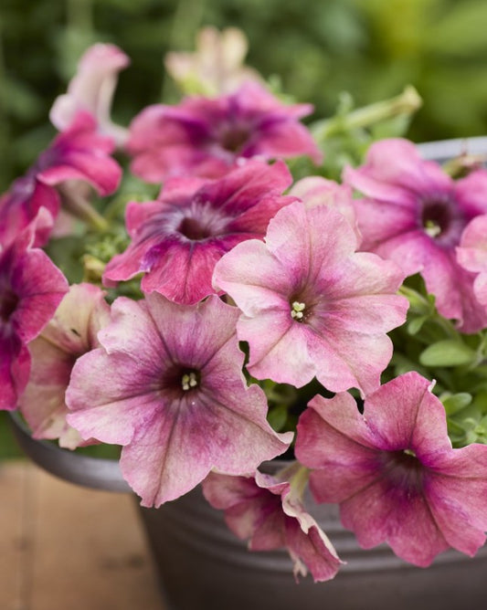Petunia F1 'Shake Cherryberry' - tóbakshorn