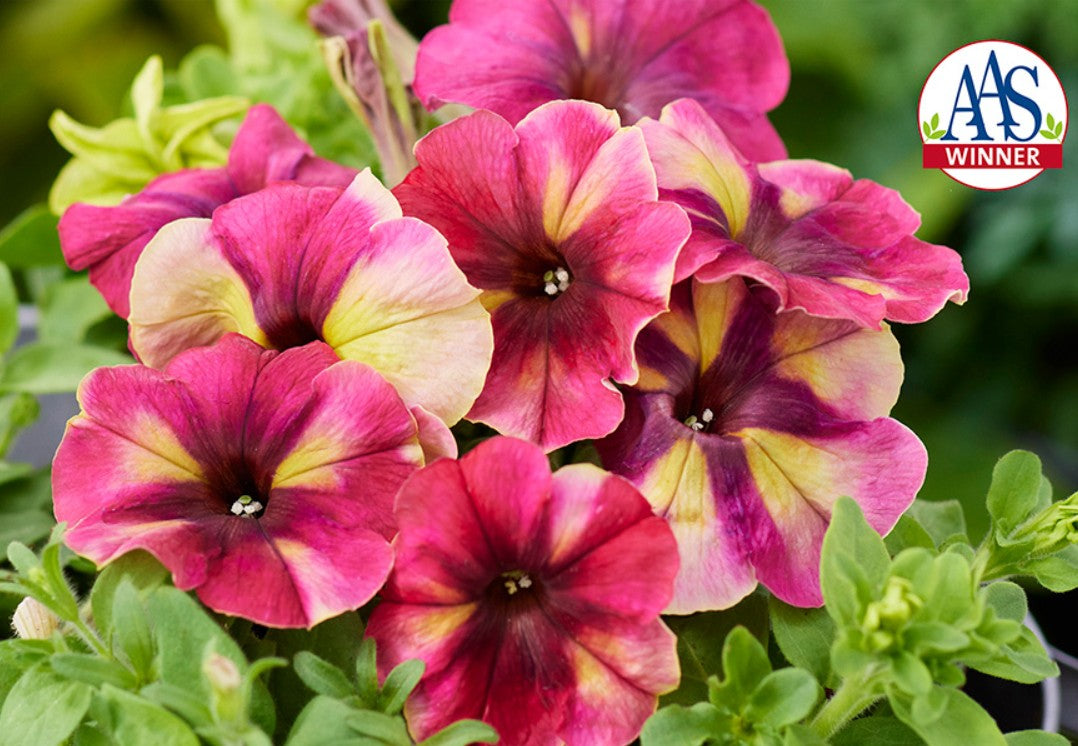 Petunia F1 'Shake Raspberry' - tóbakshorn – Garðaflóra verslun