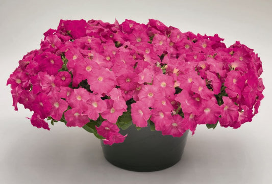 Petunia F1 'Success Pink' - tóbakshorn