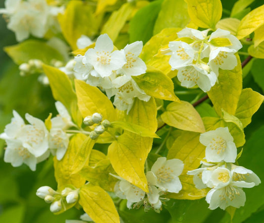 Philadelphus coronarius 'Aureus' - snækóróna