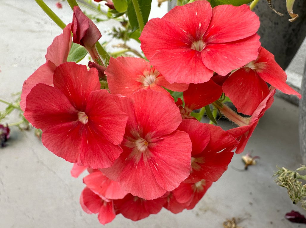 Phlox drummondii 'Phlox of Sheep' - sumarljómi
