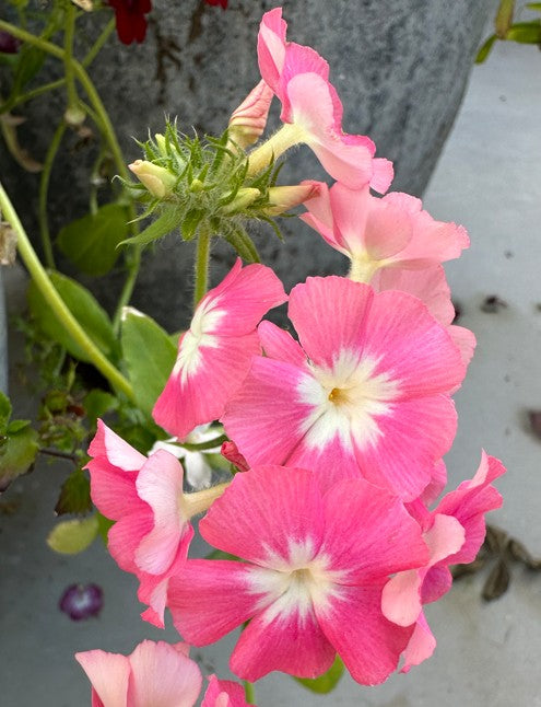 Phlox drummondii 'Phlox of Sheep' - sumarljómi