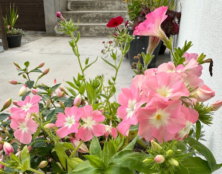 Phlox drummondii 'Phlox of Sheep' - sumarljómi