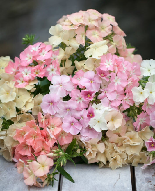 Phlox drummondii 'Phlox of Sheep' - sumarljómi